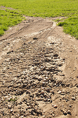 포토 JPG 해외이미지 식물 문화 모래 밭 농업 표면 사람없음 초록색 농작물 농장 농경지 흙 손상 수확 시골 거친 파편 땅 시리얼 묘사 부식 먼지 지역 찢어짐 땅바닥 밭일 얇은 해외202004 해외포토 산업 음식 컬러 컨셉 모션 바닥 파일형식 이미지허브