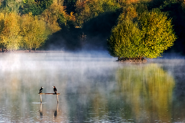 포토 JPG 해외이미지 나무 영어 호수 물결 단풍 잎 2 자연 조류 아침 영국 잉글랜드 서기 풍경 사람없음 목재 가로 초록색 물 햇빛 반사 갈색 노란색 환경 맑음 검은색 안개 가을 흰색 시골 저수지 신선 역사 황금 보호 큼 속도 장면 지역 동쪽 남쪽 내추럴 구성 생태학 서쪽 수목 서식스 해외202004 해외포토 주간 자연요소 식물 동물 문자 계절 교육 유럽 컬러 컨셉 재료 모션 날씨 태양 크기 방향 생태계 파일형식 이미지허브