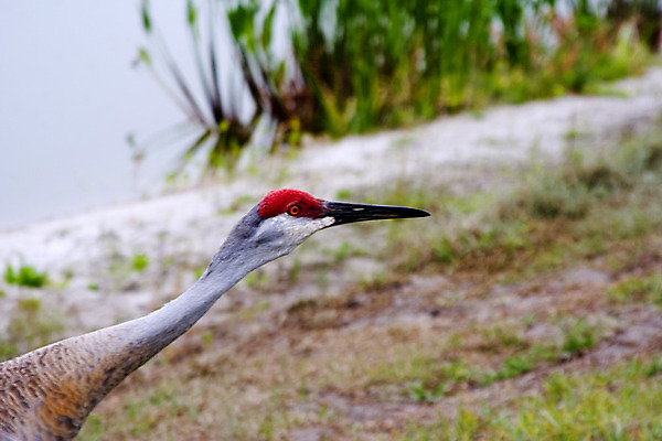 포토 JPG 해외이미지 동물 야생동물 백그라운드 자연 조류 사람없음 야외 빨간색 물 컬러풀 회색 큼 깃털 기중기 부리 내추럴 플로리다 해외202004 해외포토 자연요소 컬러 미국 중장비 크기 생태계 파일형식 이미지허브
