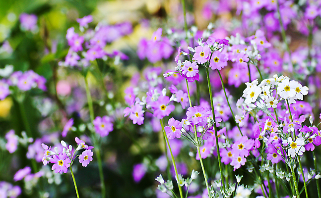 포토 JPG 해외이미지 나무 식물 공원 꽃 백그라운드 꽃무늬 자연 사람없음 정원 보라색 봄 벚꽃 신선 제비꽃 질감 라벤더 내추럴 프랑스어 해외202004 해외포토 문자 계절 공공시설 컬러 무늬 허브 생태계 파일형식 이미지허브