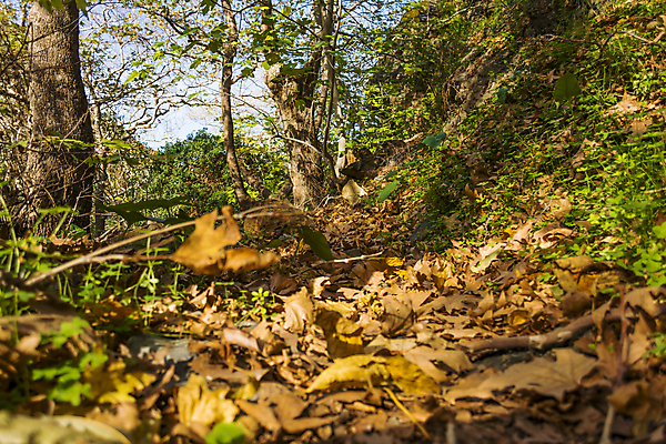 포토 JPG 해외이미지 나무 식물 계절 공원 여행 잎 겨울 자연 휴가 산 건강 이끼 풍경 사람없음 야외 목재 초록색 컬러풀 환경 골짜기 트래킹 숲 그리스 암초 내추럴 해외202004 해외포토 공공시설 유럽 컬러 재료 레저 생태계 파일형식 이미지허브