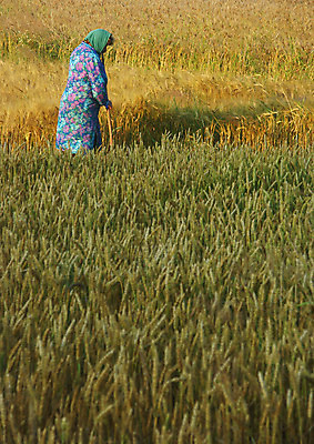 포토 JPG 해외이미지 나무 구름 계절 전통문화 밭 농업 하늘 그림자 옥수수 풍경 사람없음 초록색 여름 파란색 빛 농장 봄 줄무늬 가을 농촌 구멍 연결 작음 땅 심플 조경 일렬 시에나 평야 호밀 수평선 해외202004 해외포토 자연요소 식물 전통 산업 문화 컬러 무늬 자연 곡류 시골 크기 파일형식 이미지허브