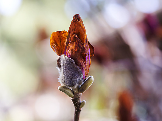 포토 JPG 해외이미지 식물 계절 꽃 백그라운드 봄꽃 사람없음 초록색 새싹 정원 봄 나뭇가지 시간 싱글 고립 해외202004 해외포토 나무 컬러 파일형식 이미지허브