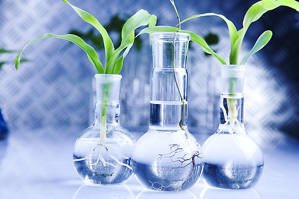 포토 JPG 해외이미지 식물 실내 실험 사람없음 아웃포커스 화학 실험실 화학실험 둥근플라스크 해외202004 해외포토 과학 촬영기법 내부 플라스크 파일형식 이미지허브