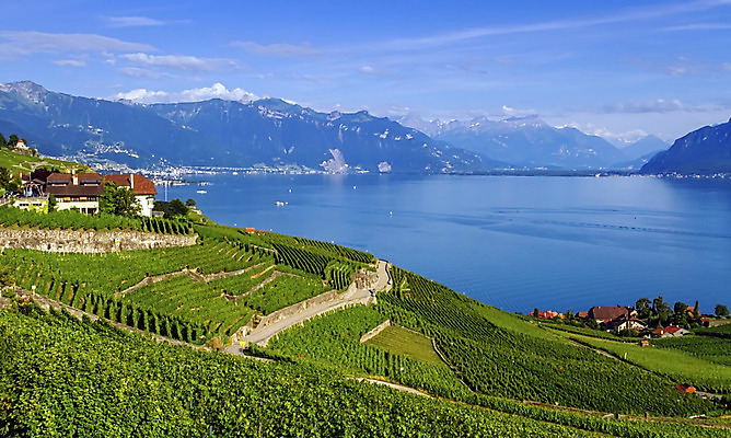포토 JPG 해외이미지 식물 유럽 호수 여행 밭 농업 자연 포도 산 풍경 사람없음 마을 와인 시골 샴페인 스위스 포도밭 양조장 해외202004 해외포토 나라 산업 과일 주류 생태계 파일형식 이미지허브