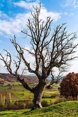 포토 JPG 해외이미지 나무 식물 구름 계절 자연 날씨 건조 잔디 사람없음 환경 가을 나뭇가지 죽음 유기농 내추럴 생태학 해외202004 해외포토 자연요소 웰빙 교육 생태계 파일형식 이미지허브
