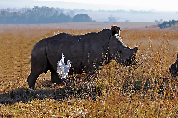 포토 JPG 해외이미지 동물 야생동물 포유류 자연 뿔 사람없음 아기 코뿔소 해외202004 해외포토 사람 생태계 파일형식 이미지허브