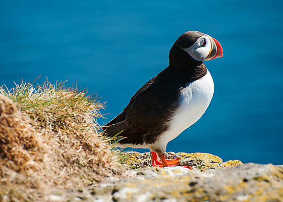 포토 JPG 해외이미지 동물 바다 여행 오렌지 자연 조류 하늘 아이슬란드 서기 사람없음 야외 물 여름 파란색 평화 검은색 봄 황무지 깃털 만족 빙하 부리 북쪽 대서양 계산서 강렬 서쪽 스칸디나비아 해외202004 해외포토 자연요소 계절 감정 유럽 컬러 컨셉 과일 모션 방향 생태계 파일형식 이미지허브