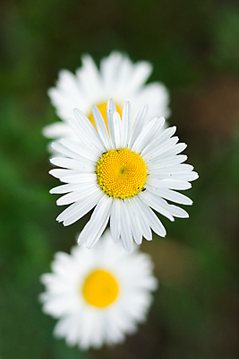 포토 JPG 해외이미지 계절 꽃잎 꽃 잎 꽃무늬 자연 건강 3 풍경 사람없음 야외 초록색 여름 노란색 머리 정원 봄 성장 벚꽃 흰색 물방울 신선 닫기 벌레 이슬 5월 묘사 데이지 부드러움 막자 생태학 캐모마일 해외202004 해외포토 식물 교육 컬러 곤충 무늬 모션 신체부위 감각 날짜 허브 생태계 파일형식 이미지허브