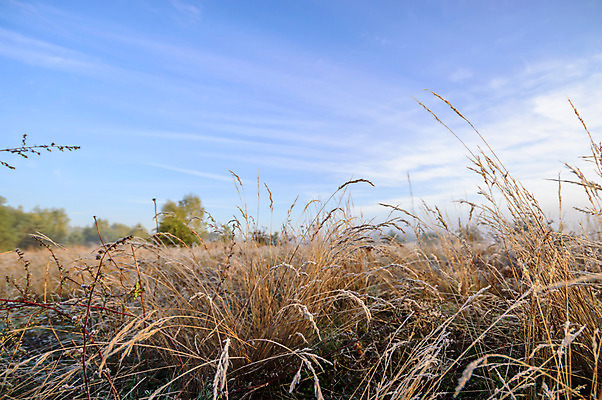 포토 JPG 해외이미지 식물 계절 공원 꽃 백그라운드 잎 밭 농업 자연 날씨 풍경 잔디 사람없음 야외 초록색 여름 빛 햇빛 태양 농장 노란색 환경 정원 맑음 일몰 봄 성장 흰색 시골 신선 낟알 땅 허브 내추럴 땅바닥 생태학 해외202004 해외포토 자연요소 공공시설 교육 산업 컬러 바닥 노을 생태계 파일형식 이미지허브