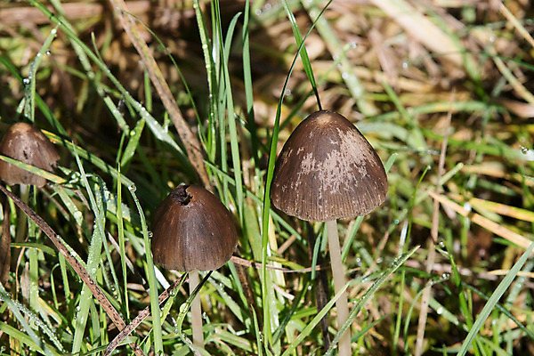 포토 JPG 해외이미지 자연 사람없음 버섯 시골 곰팡이 해외202004 해외포토 생태계 파일형식 이미지허브