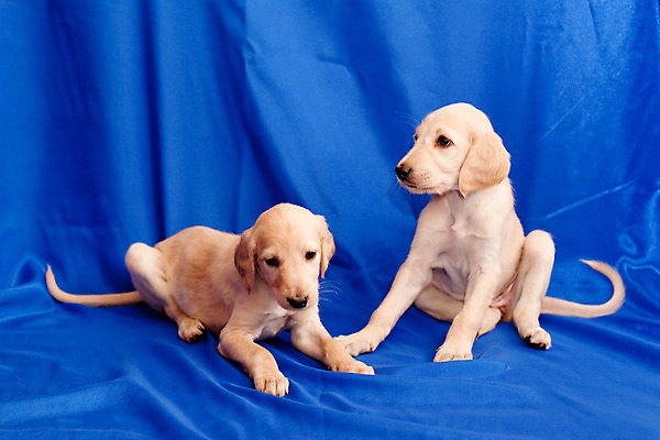 포토 JPG 해외이미지 동물 응시 새끼 백그라운드 2 털 서기 사람없음 가로 파란색 반려동물 슬픔 흰색 직물 개 강아지 작음 만족 사냥개 육식동물 거짓말 해외202004 해외포토 시선 감정 컬러 포유류 모션 크기 파일형식 이미지허브