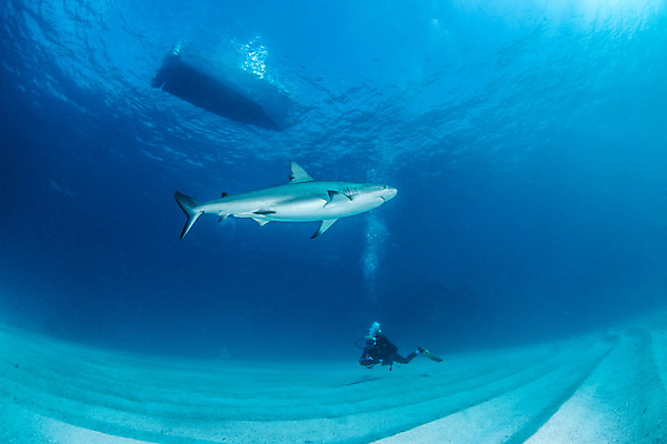 포토 JPG 해외이미지 동물 야생동물 스포츠 바다 여행 백그라운드 자연 어류 사람없음 야외 물 파란색 바닷속 수중 산호 위험 다이빙 육식동물 암초 깊이 바하마 해외202004 해외포토 자연요소 컬러 컨셉 수영 수중동물 자포동물 생태계 수중스포츠 파일형식 이미지허브