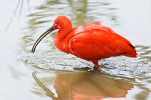 포토 JPG 해외이미지 나무 동물 조류 사람없음 빨간색 물 미국 깃털 부리 진홍색 남쪽 해외202004 해외포토 자연요소 식물 컬러 북아메리카 방향 파일형식 이미지허브