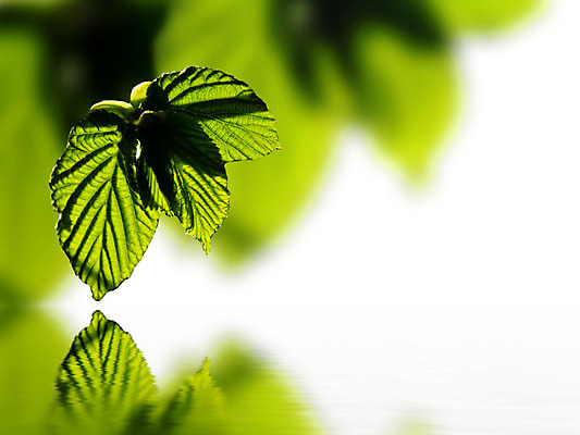 포토 JPG 해외이미지 나무 식물 계절 잎 꽃무늬 자연 사람없음 초록색 환경 봄 나뭇가지 신선 숲 유기농 내추럴 해외202004 해외포토 웰빙 꽃 컬러 무늬 생태계 파일형식 이미지허브