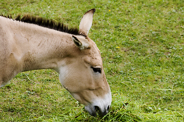 포토 JPG 해외이미지 동물 포유류 사람없음 당나귀 해외202004 해외포토 말_동물 파일형식 이미지허브