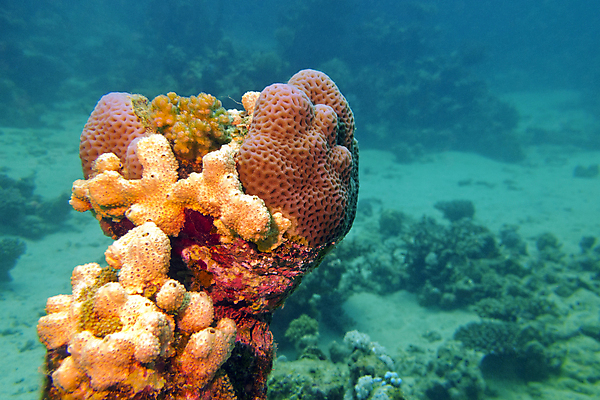 포토 JPG 해외이미지 동물 야생동물 바다 아프리카 자연 이집트 풍경 사람없음 물 파란색 컬러풀 바닷속 수중 스노클링 생태계 다이빙 수족관 홍해 깊이 소금물 해외202004 해외포토 자연요소 나라 컬러 수영 수상스포츠 수중스포츠 파일형식 이미지허브