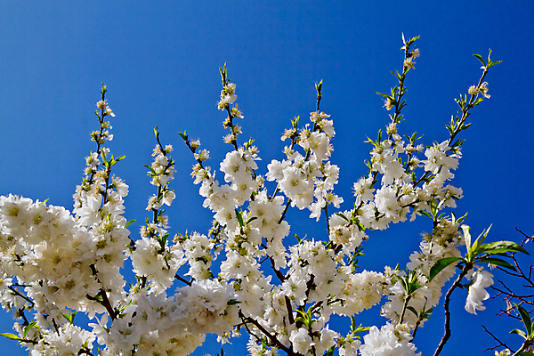 포토 JPG 해외이미지 나무 식물 계절 공원 꽃 자연 하늘 사람없음 파란색 정원 봄 벚꽃 흰색 개화 스페인 내추럴 해외202004 해외포토 공공시설 유럽 컬러 생태계 파일형식 이미지허브
