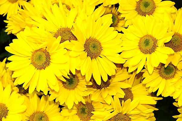 포토 JPG 해외이미지 식물 꽃잎 꽃 줄기 꽃다발 백그라운드 잎 꽃무늬 오렌지 자연 사람없음 장식 초록색 컬러풀 약 노란색 머리 정원 봄 수확 벚꽃 흰색 신선 그룹 닫기 질감 복고 데이지 조경 내추럴 금잔화 고립 꽃수술 옛날 해외202004 해외포토 계절 컬러 무늬 농업 과일 의학 모션 신체부위 생태계 파일형식 이미지허브