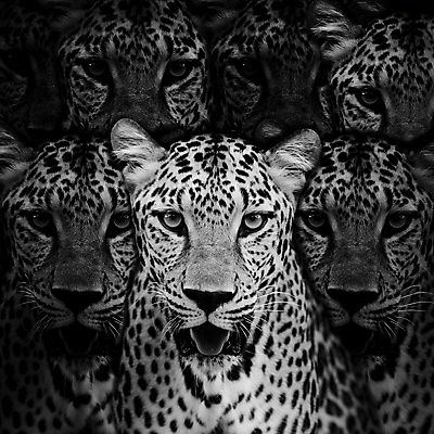 포토 JPG 해외이미지 주간 야생동물 여러마리 검은배경 흑백 실내 사람없음 맹수 표범 해외202004 해외포토 자연요소 동물 다수 백그라운드 포유류 촬영기법 내부 검은색 파일형식 이미지허브