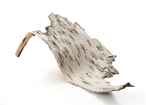 포토 JPG 해외이미지 클리핑패스 조각 자연 사람없음 목재 흰색 파편 나무껍질 자작나무 고립 해외202004 해외포토 나무 컬러 재료 껍질 생태계 파일형식 이미지허브