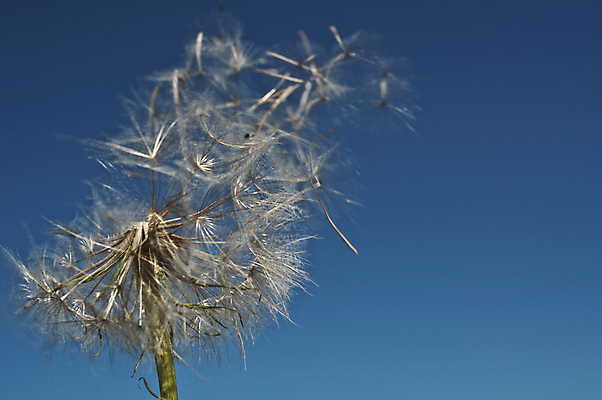 포토 JPG 해외이미지 꽃 상상 자연 씨앗 사람없음 봄 꿈 민들레 불기 심플 소원 염원 해외202004 해외포토 식물 계절 모션 생태계 파일형식 이미지허브