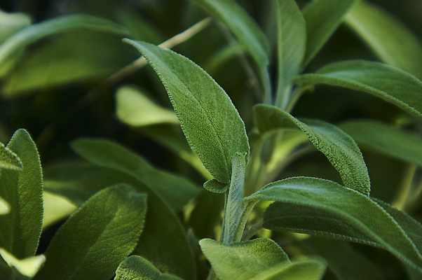 포토 JPG 해외이미지 식물 접시 음식 잎 요리 사람없음 초록색 맛 향신료 묘사 세이지 해외202004 해외포토 식기 컬러 컨셉 향미료 파일형식 이미지허브