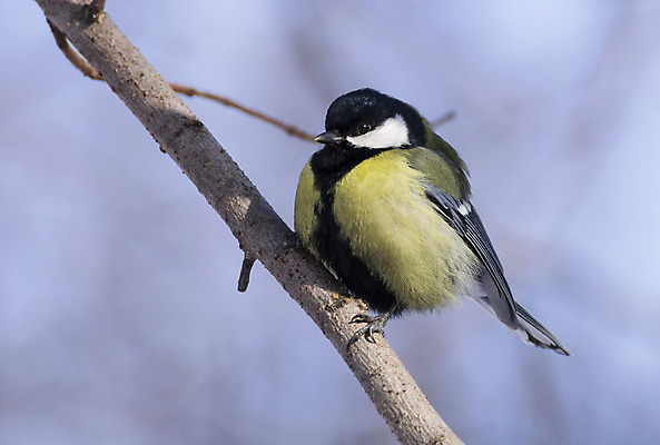 포토 JPG 해외이미지 나무 동물 1 응시 야생동물 백그라운드 겨울 자연 조류 휴식 서기 앉기 사람없음 목재 노란색 정원 회색 흰색 나뭇가지 달콤 보호 큼 깃털 만족 싱글 부리 내추럴 해외202004 해외포토 식물 시선 계절 감정 컬러 컨셉 재료 모션 맛 크기 생태계 파일형식 이미지허브
