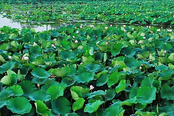 포토 JPG 해외이미지 계절 공원 꽃잎 꽃 종교 문화 호수 선 분홍색 여행 백그라운드 컨셉 잎 불교 추상 연꽃 사람없음 초록색 여름 평화 정원 일본 침묵 고요 기쁨 벚꽃 흰색 연못 사찰 당구 가득함 심볼 순수 명상 천국 해외202004 해외포토 식물 공공시설 감정 아시아 컬러 무늬 종교건축 구기 소리 파일형식 이미지허브