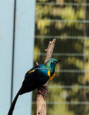 포토 JPG 해외이미지 아프리카 조류 사람없음 파란색 깃털 해외202004 해외포토 동물 나라 컬러 파일형식 이미지허브