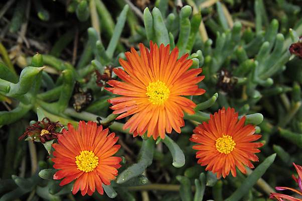 포토 JPG 해외이미지 식물 계절 공원 꽃잎 꽃 분홍색 꽃다발 백그라운드 잎 꽃무늬 밭 자연 하늘 날씨 사람없음 야외 장식 초록색 파란색 빛 컬러풀 햇빛 태양 노란색 정원 맑음 봄 활발 튤립 벚꽃 시골 신선 개화 다발 내추럴 많음 해외202004 해외포토 자연요소 공공시설 컬러 컨셉 무늬 농업 생태계 파일형식 이미지허브