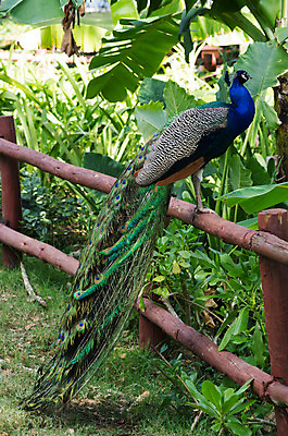 포토 JPG 해외이미지 동물 남자 야생동물 백그라운드 패턴 자연 조류 기술 사람없음 가로 초록색 파란색 컬러풀 머리 활발 우아함 공작 전시회 깃털 꼬리 부리 목 보여주기 꿩 수탉 멀티 웅장함 터키석 해외202004 해외포토 컬러 컨셉 무늬 모션 사람 신체부위 전시 닭 보석 수컷 생태계 파일형식 이미지허브