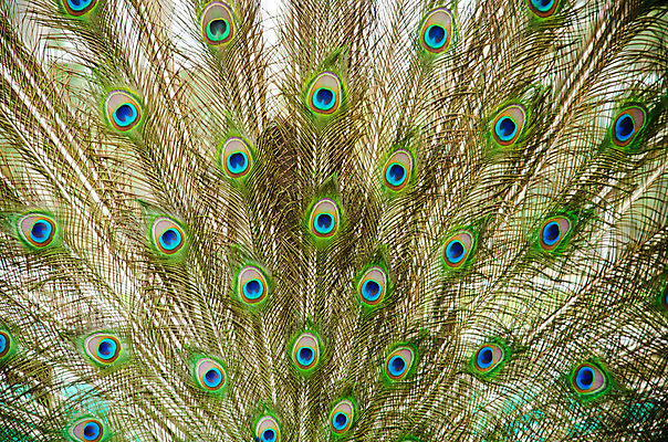 포토 JPG 해외이미지 동물 디자인 남자 야생동물 백그라운드 패턴 자연 조류 동물원 사람없음 장식 초록색 파란색 컬러풀 활발 의식 황금 우아함 닫기 공작 깃털 묘사 꼬리 보여주기 내추럴 웅장함 이국적 주목 터키석 해외202004 해외포토 컬러 컨셉 무늬 모션 사람 보석 생태계 파일형식 이미지허브