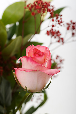 포토 JPG 해외이미지 꽃잎 꽃 꽃다발 백그라운드 잎 발렌타인데이 사랑 사람없음 장미 해외202004 해외포토 식물 감정 데이이벤트 파일형식 이미지허브