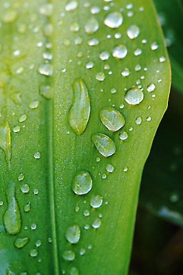 포토 JPG 해외이미지 식물 디자인 백그라운드 컨셉 잎 패턴 자연 추상 건강 사람없음 야외 초록색 물 환경 정원 봄 젖음 성장 물방울 신선 닫기 떨어짐 숲 이슬 빗방울 순수 유기농 질감 정맥 내추럴 고립 해외202004 해외포토 자연요소 웰빙 계절 컬러 무늬 모션 비_날씨 생태계 혈관 파일형식 이미지허브