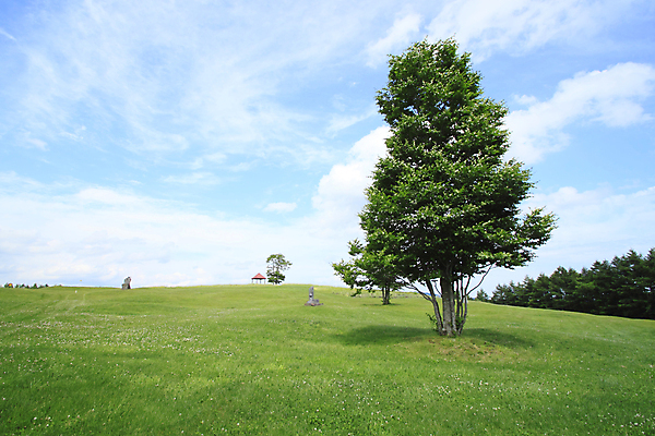 포토 JPG 해외이미지 나무 구름 계절 자연 하늘 사람없음 여름 일본 흰색 내추럴 해외202004 해외포토 자연요소 식물 아시아 컬러 생태계 파일형식 이미지허브