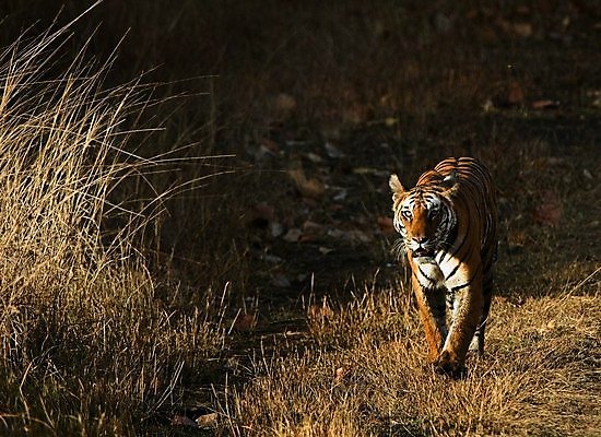포토 JPG 해외이미지 동물 남자 얼굴 야생동물 백그라운드 신체 포유류 자연 털 사람없음 야외 가로 빨간색 빛 태양 머리 고양이 줄무늬 분노 흰색 호랑이 황무지 위험 큼 사파리 꼬리 사냥 육식동물 장면 사냥꾼 노려봄 고립 공격적 해외202004 해외포토 자연요소 직업 감정 컬러 컨셉 무늬 표정 사람 신체부위 반려동물 크기 생태계 파일형식 이미지허브