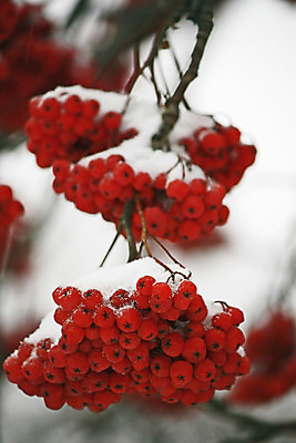 포토 JPG 해외이미지 나무 식물 계절 열매 겨울 과일 자연 사람없음 빨간색 흰색 나뭇가지 해외202004 해외포토 컬러 생태계 파일형식 이미지허브