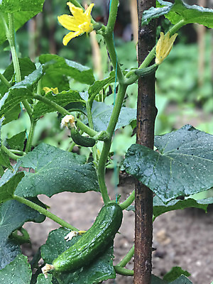 포토 JPG 해외이미지 나무 꽃무늬 오이 사람없음 정원 물방울 신선 유기농 향기 내추럴 해외202004 해외포토 식물 웰빙 꽃 무늬 채소 냄새 파일형식 이미지허브