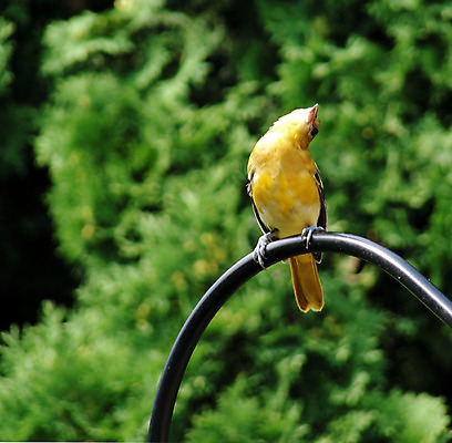포토 JPG 해외이미지 동물 야생동물 날개 오렌지 자연 조류 사람없음 노란색 먹기 깃털 해외202004 해외포토 컬러 과일 모션 생태계 파일형식 이미지허브