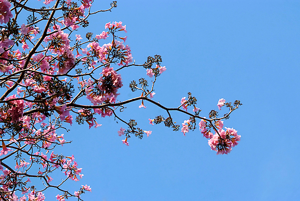 포토 JPG 해외이미지 나무 식물 구름 공원 꽃 행복 분홍색 잎 하늘 발렌타인데이 사람없음 야외 파란색 정원 맑음 봄 나뭇가지 개화 자주색 화단 해외202004 해외포토 자연요소 계절 공공시설 감정 컬러 데이이벤트 날씨 파일형식 이미지허브
