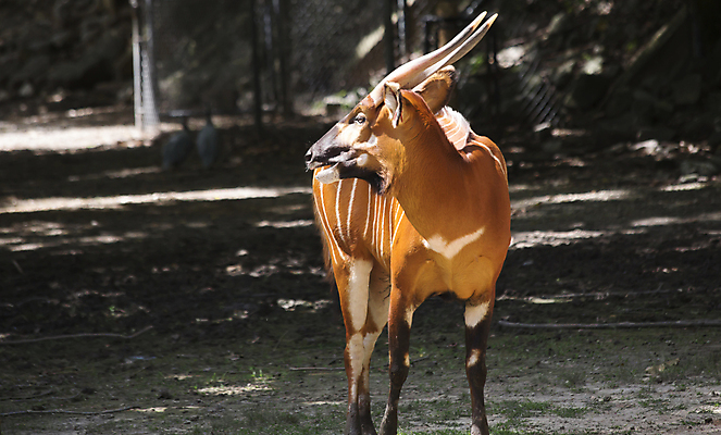 포토 JPG 해외이미지 동물 얼굴 야생동물 포유류 아프리카 자연 초식동물 털 뿔 종류 사람없음 야외 빨간색 가축 줄무늬 코트 흰색 황무지 소 닫기 큼 영양 멸종 케냐 내추럴 나이지리아 니제르 앙골라 에티오피아 잠비아 채식주의자 콩고 해외202004 해외포토 나라 컬러 무늬 모션 신체부위 외투 크기 생태계 채식 파일형식 서아프리카 이미지허브