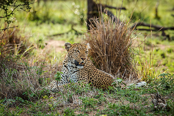 포토 JPG 해외이미지 동물 척추동물 응시 공원 야생동물 여행 포유류 아프리카 자연 친절 털 사람없음 야외 환경 고양이 힘 행성 운전 게임 황무지 보호 위험 큼 모피 심볼 사파리 속도 육식동물 사냥꾼 표범 내추럴 사바나 전국 해외202004 해외포토 직업 시선 공공시설 나라 컨셉 모션 놀이 반려동물 우주 크기 생태계 파일형식 이미지허브