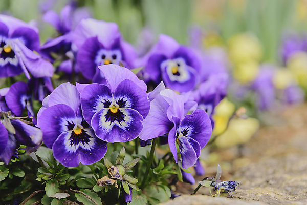 포토 JPG 해외이미지 식물 꽃잎 꽃 유럽 백그라운드 잎 꽃무늬 패턴 자연 추상 사람없음 빨간색 여름 파란색 노란색 정원 보라색 봄 벚꽃 흰색 오스트리아 제비꽃 내추럴 비올라 해외202004 해외포토 계절 나라 컬러 무늬 생태계 파일형식 찰현악기 이미지허브