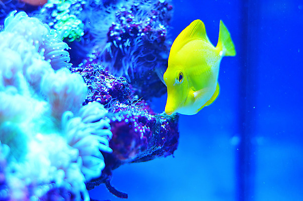 포토 JPG 해외이미지 식물 야생동물 바다 백그라운드 자연 어류 풍경 사람없음 초록색 물 파란색 컬러풀 세계 바닷속 수중 줄무늬 거품 투명 해조류 산호 큼 장어 다이빙 꼬리 상어 암초 수족관 해파리 석호 스펀지 내추럴 광 깊이 소금물 평야 해외202004 해외포토 자연요소 동물 컬러 무늬 수영 수중동물 해양식물 자포동물 크기 생태계 수중스포츠 파일형식 이미지허브