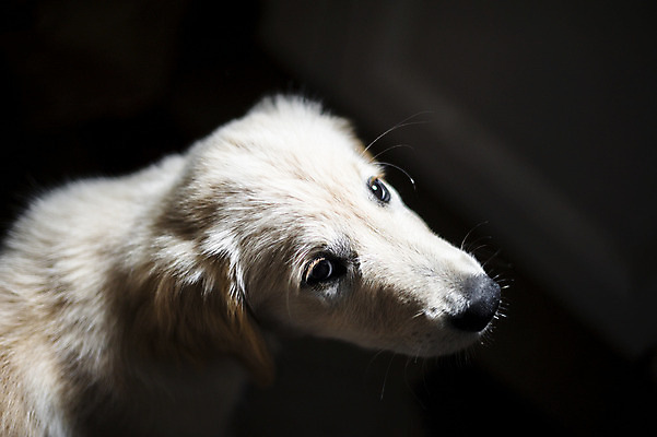 포토 JPG 해외이미지 동물 행복 새끼 주택 사람없음 반려동물 우정 흰색 황금 개 골든리트리버 리트리버 강아지 작음 송곳니 고립 기르기 유래 해외202004 해외포토 감정 컬러 포유류 건물 친구 치아 크기 돌봄 파일형식 이미지허브