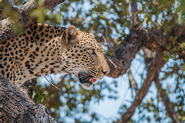 포토 JPG 해외이미지 주간 나무 한마리 응시 야생동물 자연 사람없음 야외 아웃포커스 나뭇가지 맹수 표범 해외202004 해외포토 자연요소 식물 동물 1 시선 포유류 촬영기법 생태계 파일형식 이미지허브