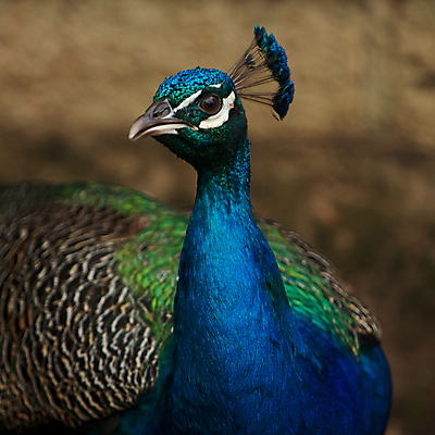 포토 JPG 해외이미지 동물 남자 야생동물 백그라운드 패턴 날개 자연 조류 왕관 동물원 사랑 사람없음 초록색 파란색 컬러풀 봄 활발 춤 부채 우아함 공작 가득함 깃털 묘사 싱글 질감 꼬리 쇼 꿩 내추럴 깃털펜 동물상 유아독존 특별함 해외202004 해외포토 계절 감정 컬러 컨셉 무늬 문화예술 사람 조형물 펜 생태계 파일형식 이미지허브