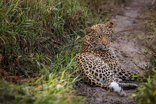 포토 JPG 해외이미지 주간 한마리 응시 야생동물 자연 나뭇잎 사람없음 야외 소프트포커스 맹수 표범 해외202004 해외포토 자연요소 동물 1 시선 잎 포유류 촬영기법 생태계 파일형식 이미지허브