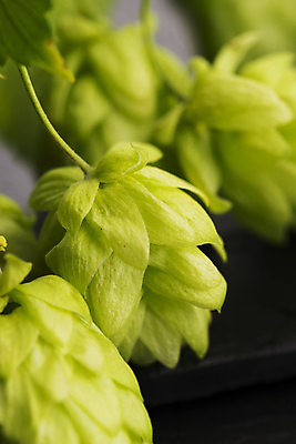 포토 JPG 해외이미지 검은배경 실내 근접촬영 사람없음 아웃포커스 해외202004 홉 해외포토 식물 뷰포인트 백그라운드 촬영기법 내부 검은색 파일형식 이미지허브